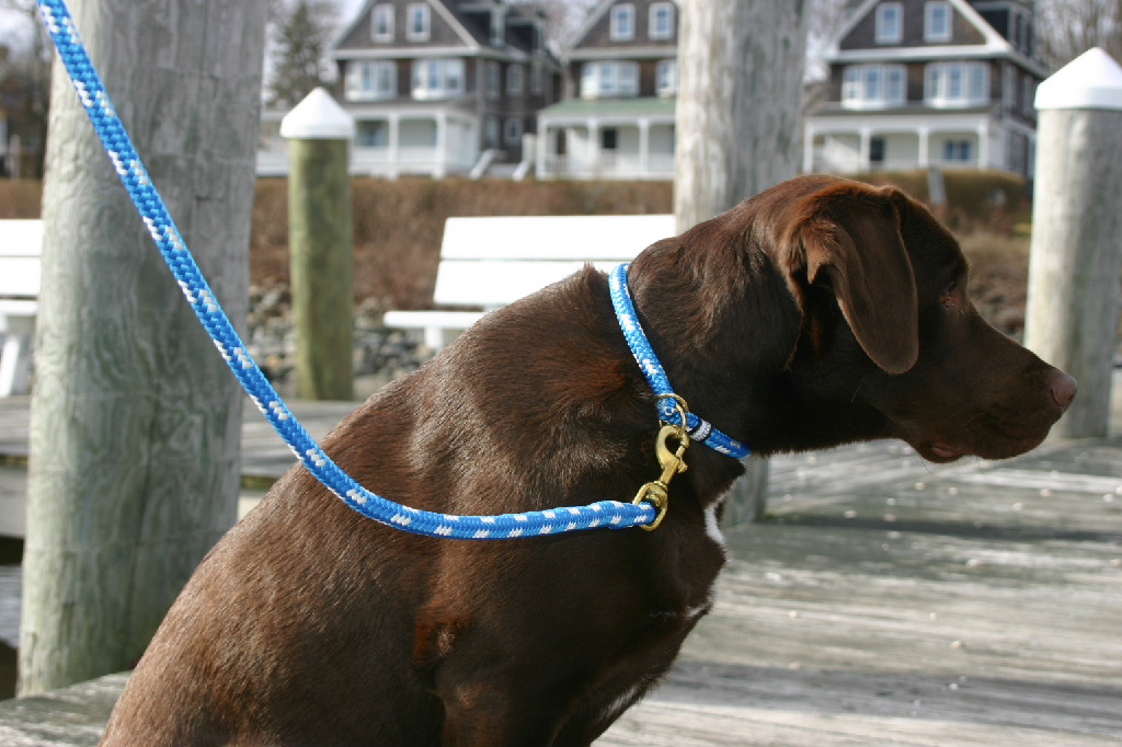 Rhode Island State Dog Name Rhode Island State Dog Name